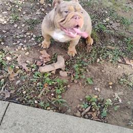 Female English Bulldog for Sale in Elizabethtown, ky