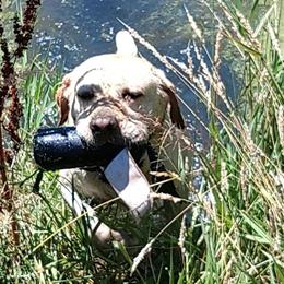AKC Yellow Labrador Retriever for Stud in Akron, Ohio - $500 in Akron, oh