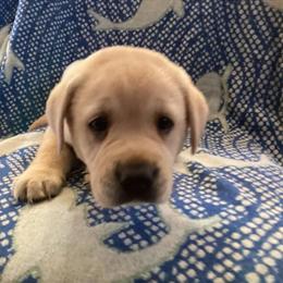 Labrador Retriever Puppies in Greenville, sc