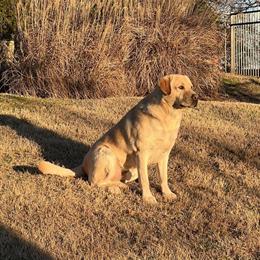 Stud Labrador Retriever AKC Available in Greenville, sc
