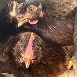 Rhode Island Red Hens for Sale in Muskegon, mi