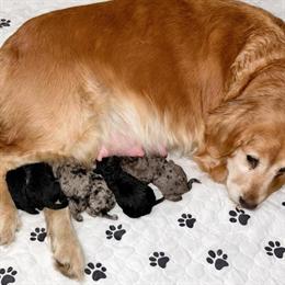 F1 Goldendoodle Puppy Available for Adoption in Pendleton, in