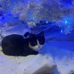 Black and White Cat in Lansing, mi