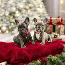 French Bulldog Female, 9 Weeks Old in Orlando, fl