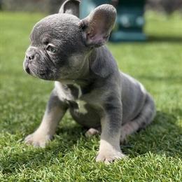French Bulldog - Blue and Tan Lilac, 8 Weeks in Orlando, fl