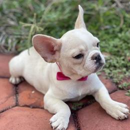 French Bulldog Female for Sale in Orlando, fl