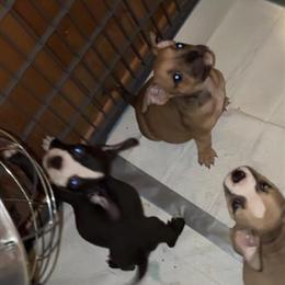 Micro bully puppies, 10 weeks old, available now in Richmond, va