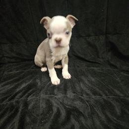 Boston Terrier Lilac Male Ready for Forever Home in Belleville, mi