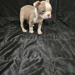Boston Terrier Lilac Male Ready for Forever Home in Belleville, mi