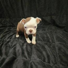 Boston Terrier Female Ready for Forever Home in Belleville, mi