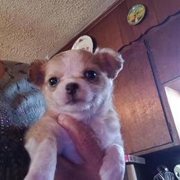 Longhaired female puppy available, expected to be 3 lbs as adult in Millersburg, oh