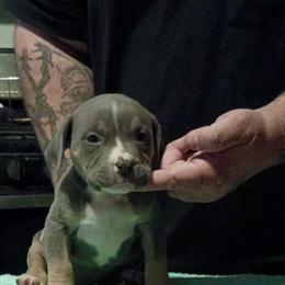 Bulldog Pups Available for $500 in Chicago, il