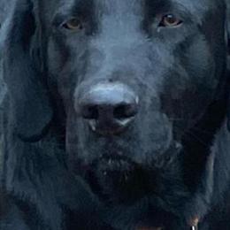 Female AKC Black Labrador Puppy Ready for New Home in Connersville, in