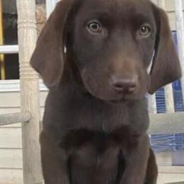 AKC Registered Male Chocolate Labrador Retriever Ready for New Home in Connersville, in