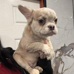 Female Merle Puppy - 6 Months Old in Philadelphia, pa