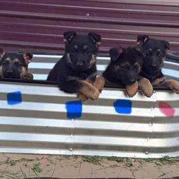 German Shepherd Puppies from Import Parentage in Quincy, il