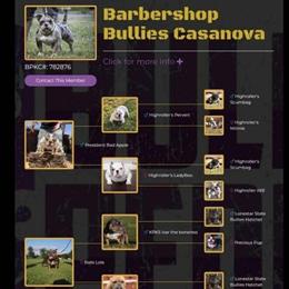 Chocolate Micro and Merle Pocket Male American Bullies for Sale in Cleveland, oh