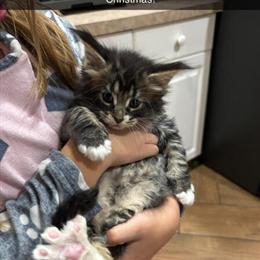 TICA Registered Maine Coon Kittens Available in North Port, fl