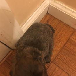 Shih Tzu Puppies Available in Maysville, ky