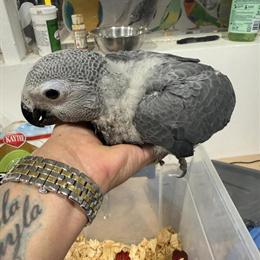African Grey Baby Parrot for Sale in Miami, fl