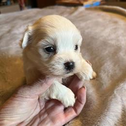 Maltese Puppies Available in Sylva, nc