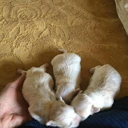Maltese Puppies Ready for Christmas in Sylva, nc
