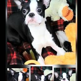Boston Terrier Puppies Available for Adoption in Mankato, mn