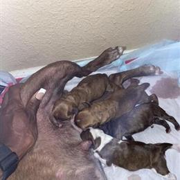 Boston Spaniel Puppies Available in Deltona, fl