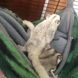 Male and Female Bird Pair for Adoption in South Bend, in