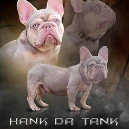 French Bulldog Studs Available in Michigan in Howell, mi