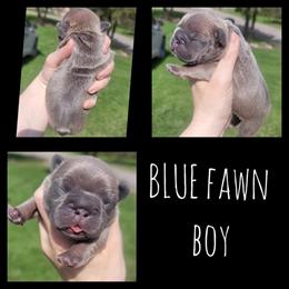 French Bulldogs Ready for Forever Homes in June in Howell, mi
