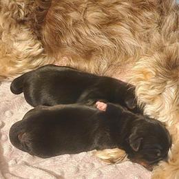 Male Yorkshire Terrier Puppies Ready for Homes February 1st in New Port Richey, fl