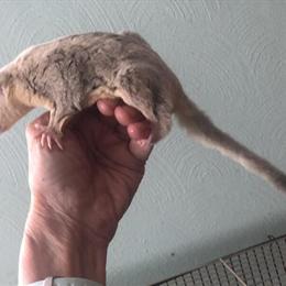 Male Platinum Colony in South Bend, in