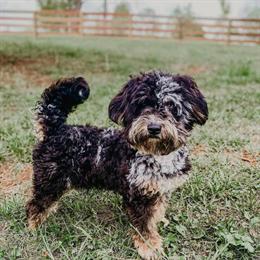 Mini Goldendoodle Stud Available for Breeding in Hesperia, mi