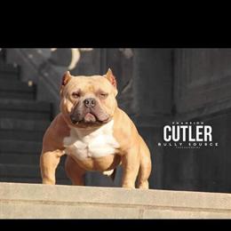 Champion American Pocket Bully Stud for Sale in Cincinnati, oh