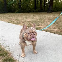 Bulldog Royal - AKC Registered Male with Excellent Structure in Portland, or