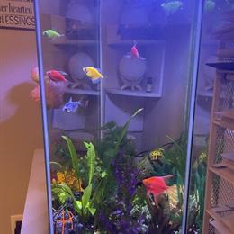 20 Gallon Hexagon Fish Tank with 11 Neon Tetras and Starfish in Newton Falls, oh