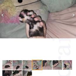 Friendly Syrian Hamster Available in Newton Falls, oh