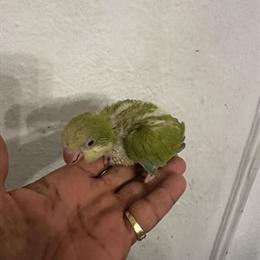 Rare Baby Pallid Quaker Parrot Available in Detroit, mi