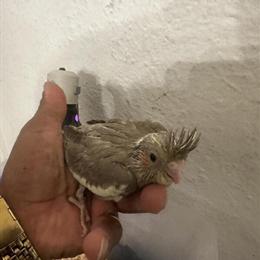 Baby Cockatiels for Adoption in Detroit, mi