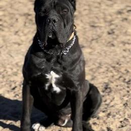 Italian Import Bloodline Puppies for Sale in Denver, co