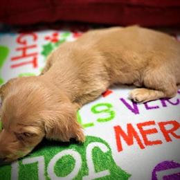 Cream Miniature Dachshund Ready for Adoption on November 15th in Columbus, in