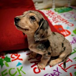 Blue Dapple Miniature Dachshund Ready for New Home on November 15th in Columbus, in