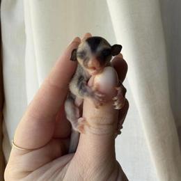 Sugar Glider Joeys Available - 5 Males and 1 Female in Davison, mi