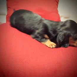 Miniature Dachshund - Black and Cream - Ready November 15th in Columbus, in