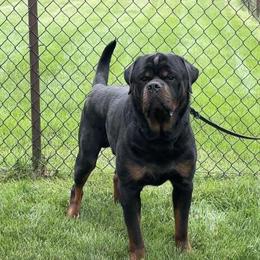 Rottweiler Stud Available for Breeding in Ann Arbor, mi