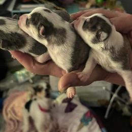 Tiny Chiweenie-Minis for Christmas - $600 in Woodstock, ga