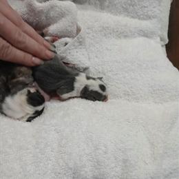 Chiweenie Minis - Perfect Very Small Minis for Christmas Gift in Woodstock, ga