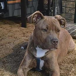 Brindle Pit Bull Puppy Needs a Loving Home in Benton Harbor, mi