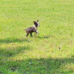 Boston Terrier Puppies Available in Belleville, mi